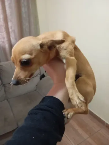 Pinscher 0/1 Fêmea Caramelo