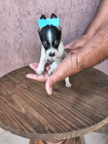 Pinscher