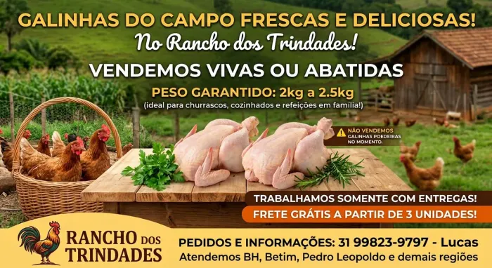 Galinhas caipira vivas ou abatidas - NAO SÃO POEDEIRAS