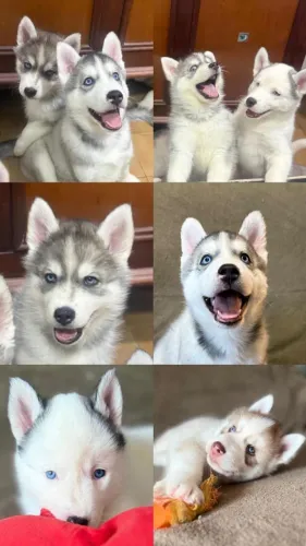 Filhotes Husky Siberiano divide ate 10x no cartao