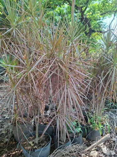 Dracena tricolor