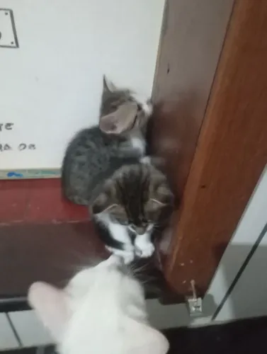 Doação gatinhos