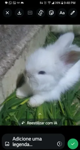 Coelhinho fofinho Fuzzy lopp