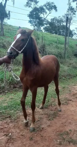 Potro Mangalarga Marchador 