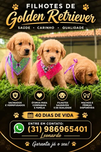 FILHOTES DE GOLDEN