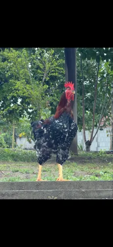Frango GSB