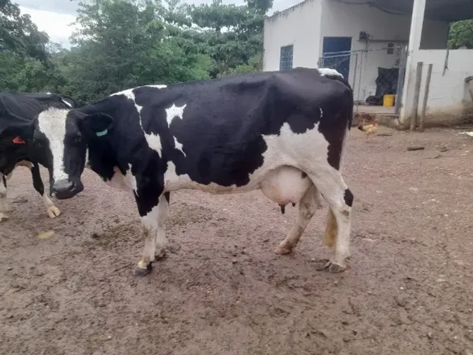 Liquidação de plantel de Vacas e Novilhas Leiteiras - Animais de Inseminação