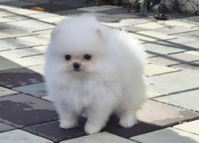 Filhotes de Spitz Alemão | Amor que alegra o lar.