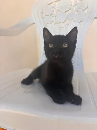 Doação de Gatinha
