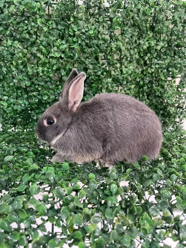 Coelho Netherland Dwarf micro 