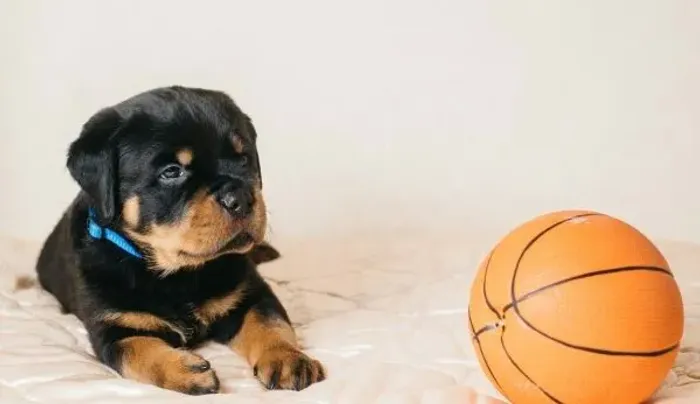 Rottweiler alemão big 