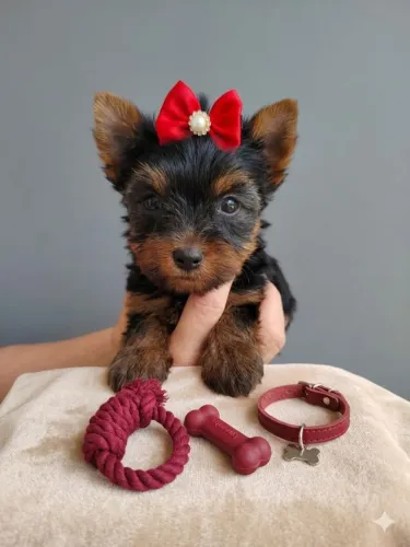Amor de quatro patas, crianção com amor e carinho 