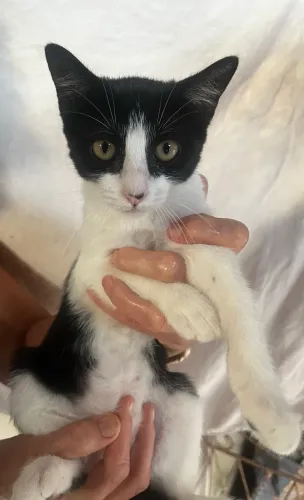 Gata adoção
