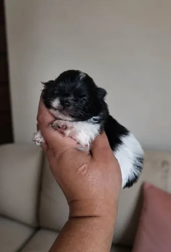 Lulu da Pomerânia anão 