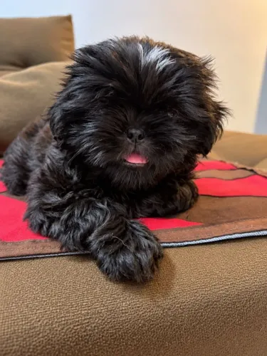 Cachorro Macho shih Tzu