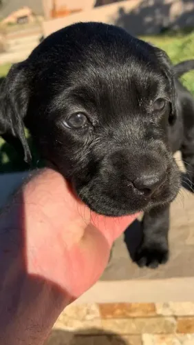 Labrador filhotes 