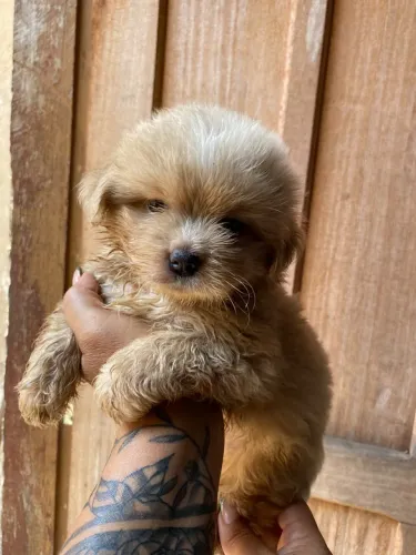 Shih tzu com poodle