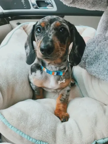 Dachshund Marcando Vidas Com Muito Afeto
