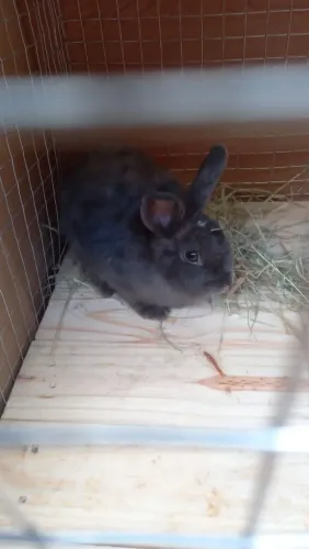 Vendo coelho Netherland Macho