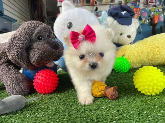 Spitz alemão fêminha disponível