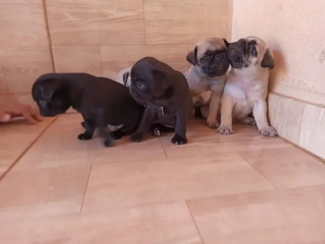 Pug