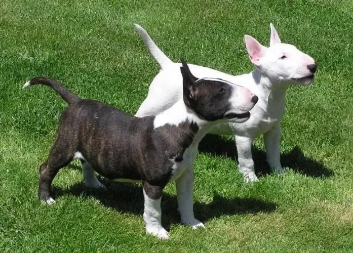 Bull Terrier Macho e Fêmea