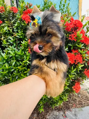 YORKSHIRE TERRIER COM PEDIGREE