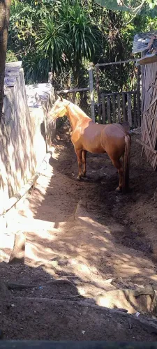 Cavalo baio marilho ?