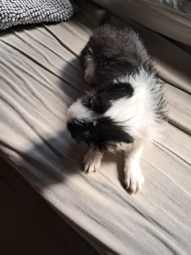 Chihuahua 5 meses 