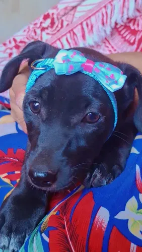 Filhote de cachorro médio 