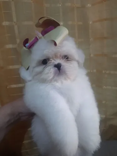 Shih Tzu Filhotes Branco 