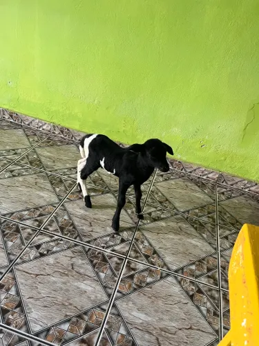Carneiro 
