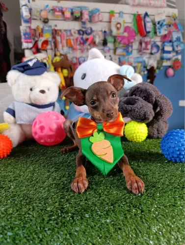 Pinscher macho chocolate mini $1.700,00