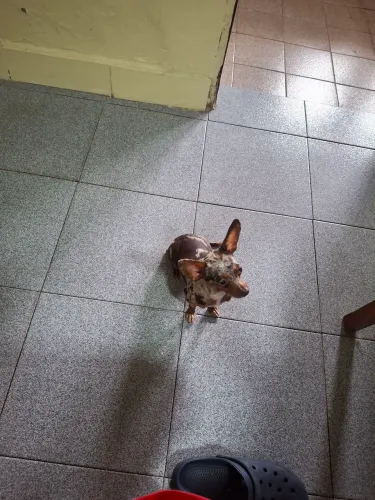 Pinscher