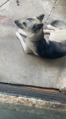 Vendo filhote de husky siberiano 