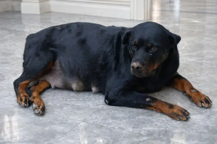 Rottweiler fêmea 