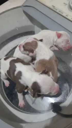 Filhote de Pitbull American Terrier