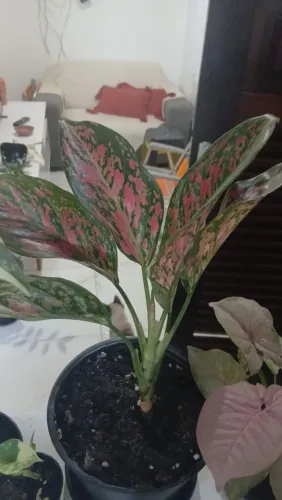Plantas