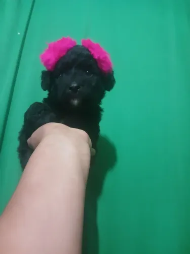 Poodle n 1 femea