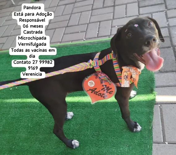 Lindas cadelas para adoção!!!