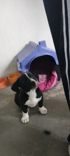 Doa-se cachorrinha 2 meses e meio