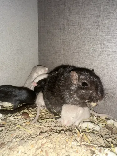 Venda de Gerbil Esquilo da Mongólia 