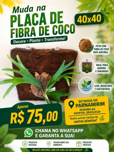 Muda de Chifre de Veado em Placa de Coco 40x40 Muito Barato