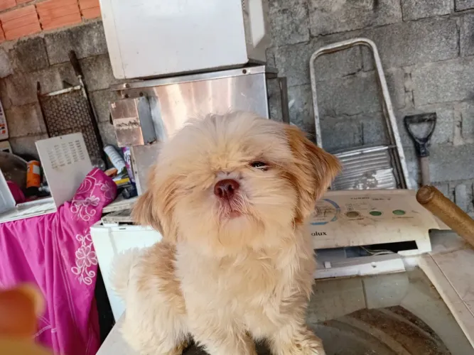 Shitzu fêmea (entrega grátis
