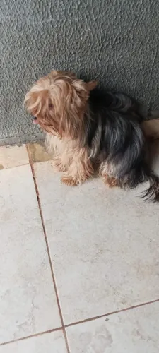 Yorkshire femea 8 meses só venda
