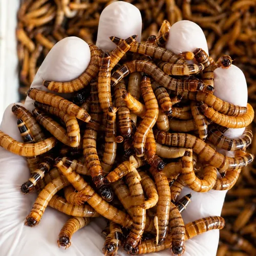 Tenébrio Gigante Vivo - Alimentação animais e pescaria - 25 unidades
