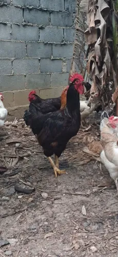 Rhode Island Red PURO