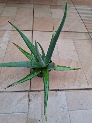 Venda