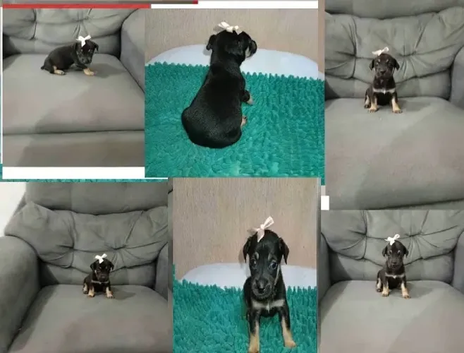 pinscherss zerinho lindos