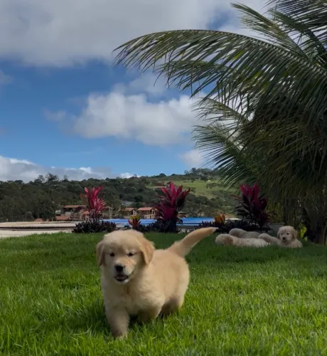 Filhote Golden Retrieve